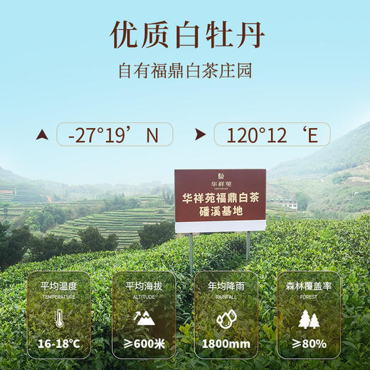 【5饼秒杀·赠¥128陈皮白茶+密封袋】华祥庄园-1000g白牡丹提箱装（到手200g*5饼） 商品图3