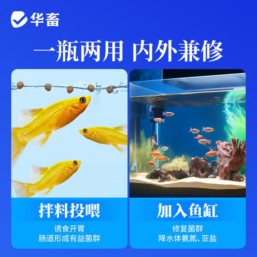 华畜鱼用益生菌锦鲤em菌调节肠道消化鱼池鱼缸水族用菌种饲料伴侣 商品图3