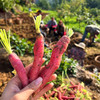 『攀枝花土胡萝卜』高山原生态种植，老品种，外观丑，清甜可口，带泥发货 商品缩略图9