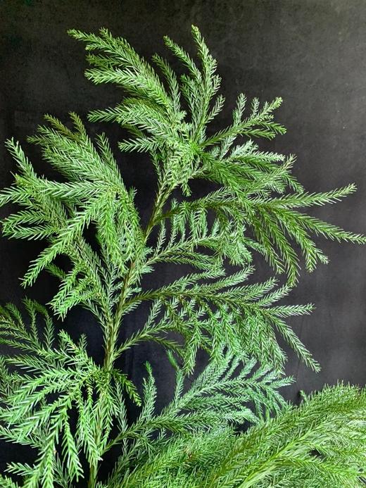 同城甄选精品花材天竺少女1扎 商品图9