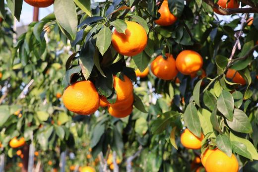 浙江 •象山红美人 商品图5