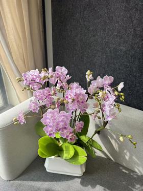 蝴蝶兰 | 樱花