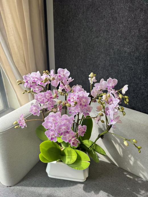 蝴蝶兰 | 樱花 商品图0