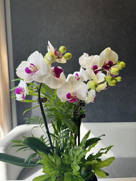 蝴蝶兰 商品图2