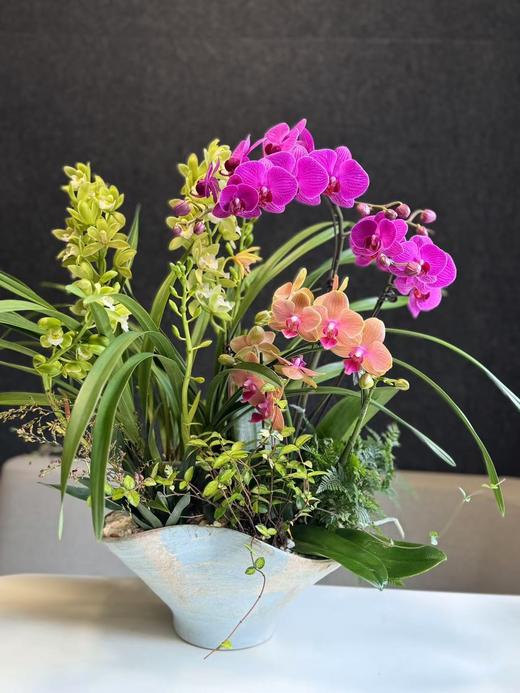 蝴蝶兰 商品图0