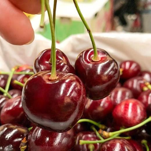 智利车厘子XL（约500G） /份 商品图4