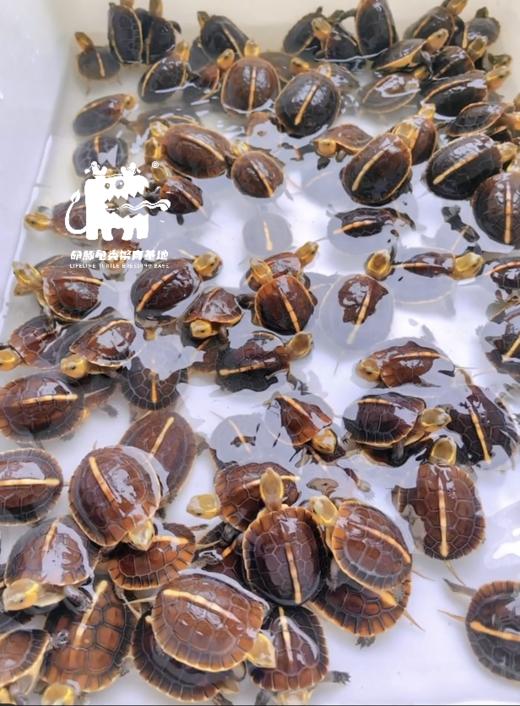 【定金预售】2025年龟苗预定，2025年出苗季发货，  看准详情页后下单 商品图0
