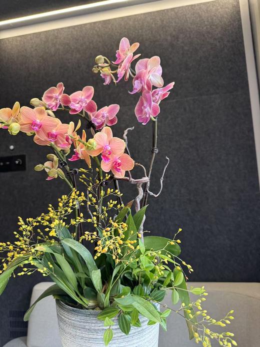 组盆蝴蝶兰 商品图2
