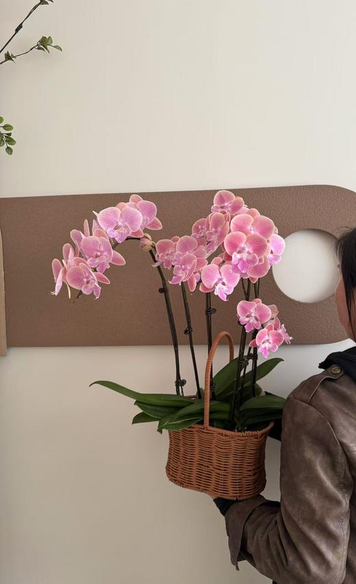 蝴蝶兰 商品图0