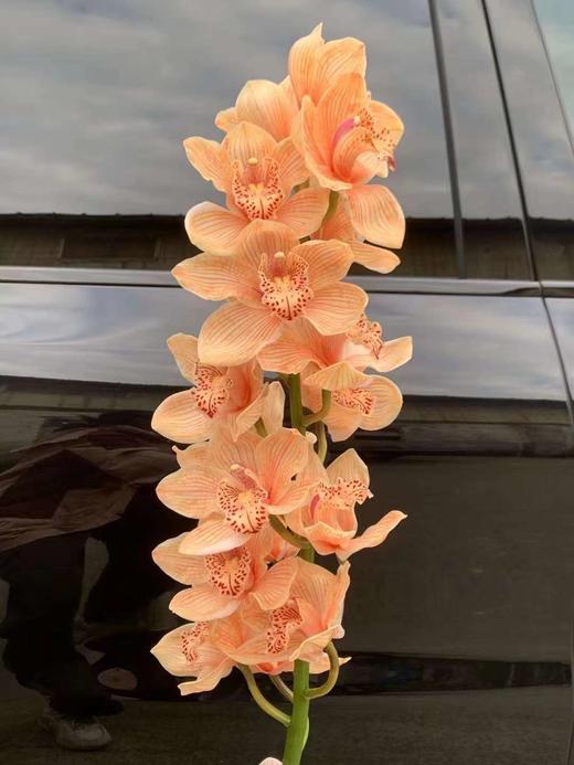 荷兰进口大花蕙兰1支 商品图6