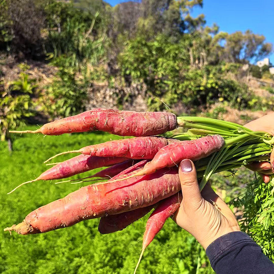 『攀枝花土胡萝卜』高山原生态种植，老品种，外观丑，清甜可口，带泥发货