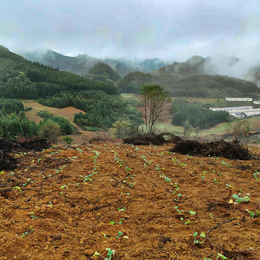 老品种土鸡农家散养走地鸡老母鸡粮食鸡月子鸡整只装新鲜土鸡到家 商品图6