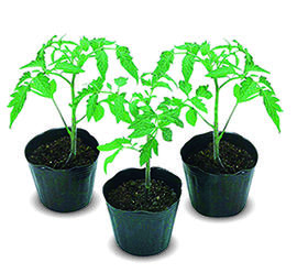 [专业种子] “番茄砧木150”番茄专用砧木种子