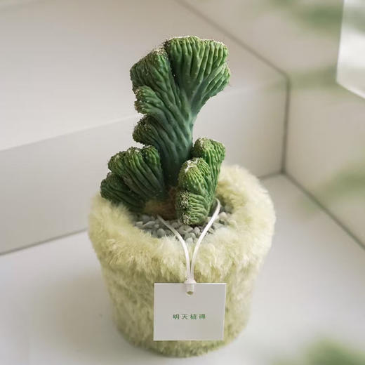 五指山盆栽 商品图0