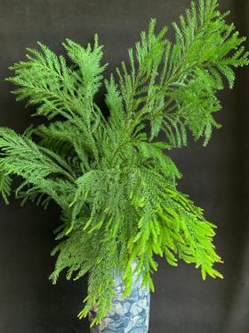 同城甄选精品花材天竺少女1扎