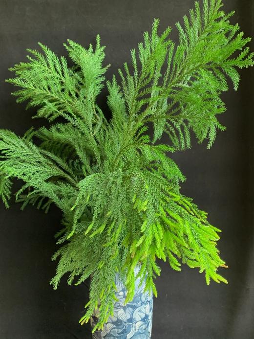 同城甄选精品花材天竺少女1扎 商品图0