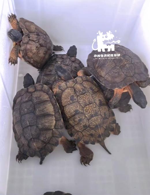 【定金预售】2025年龟苗预定，2025年出苗季发货，  看准详情页后下单 商品图1