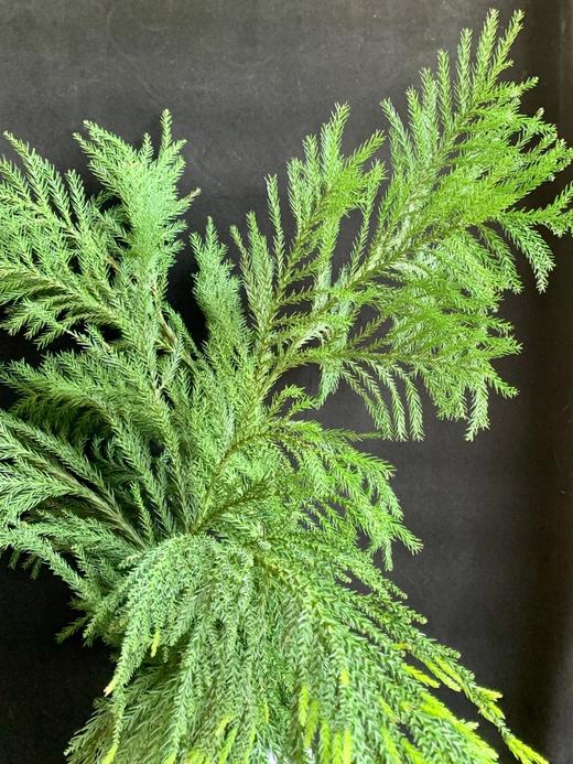 同城甄选精品花材天竺少女1扎 商品图5