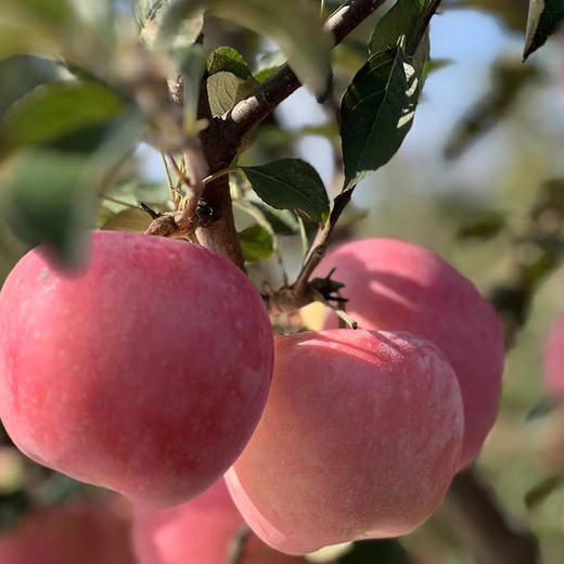 【分仓直发包邮】烟台红富士苹果4.5斤-5斤彩箱装（9颗） 商品图0