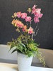组盆蝴蝶兰 商品缩略图1