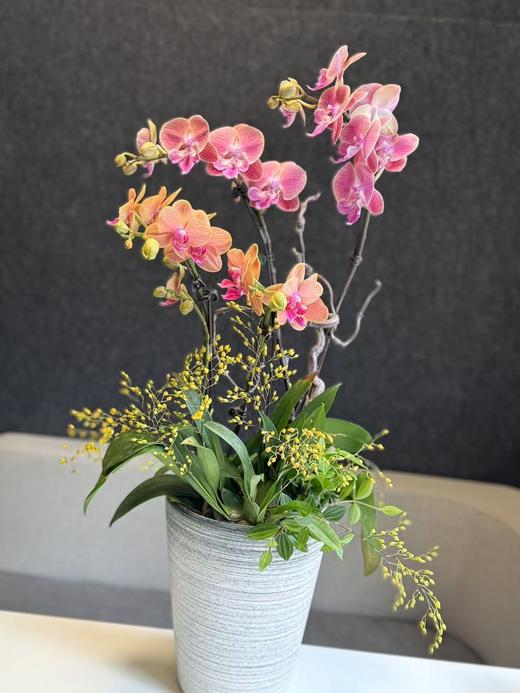 组盆蝴蝶兰 商品图1