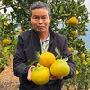 『福建甜心柚』亦橘亦柚，纯甜无酸，鲜嫩多汁，清香四溢，又名甜春桔柚 商品缩略图5