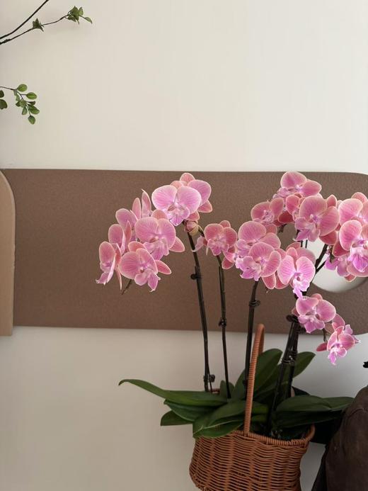 蝴蝶兰 商品图2