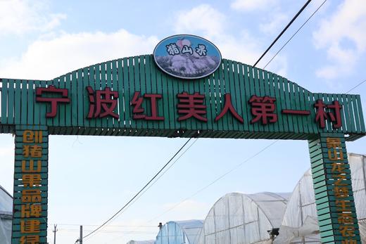 浙江 •象山红美人 商品图4