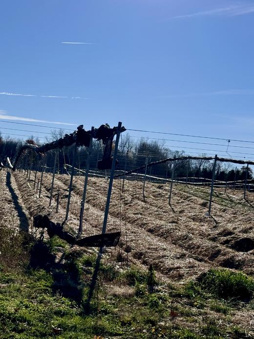 纯加拿大原产西洋参原枝 5年足龄老参 花旗参 药食同源 温性 养生上品 I百里食 商品图3