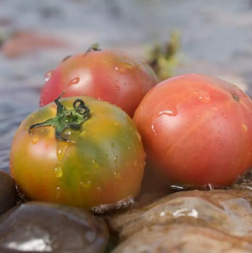 【下单2-3天排单发货】云南良道有机虎眼西红柿1.5kg 商品图4