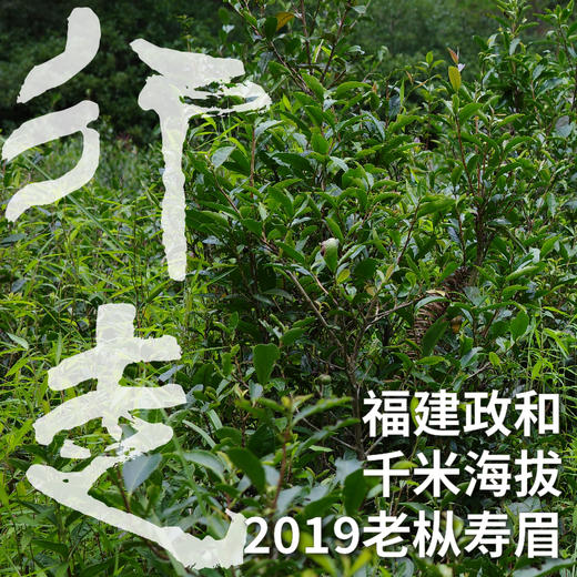 2019老枞寿眉 福建政和白茶千米海拔高山茶 350克量贩装（三联生活爱茶推荐） 商品图0