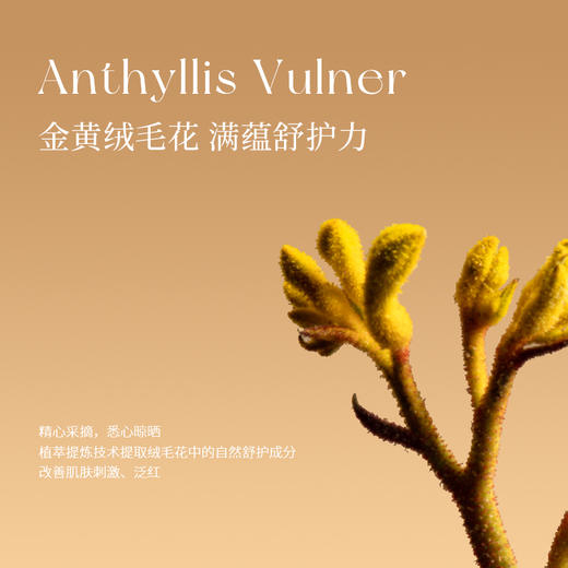 【会员购买送10倍积分】花皙蔻绒毛花修护维稳精华乳90g 商品图2