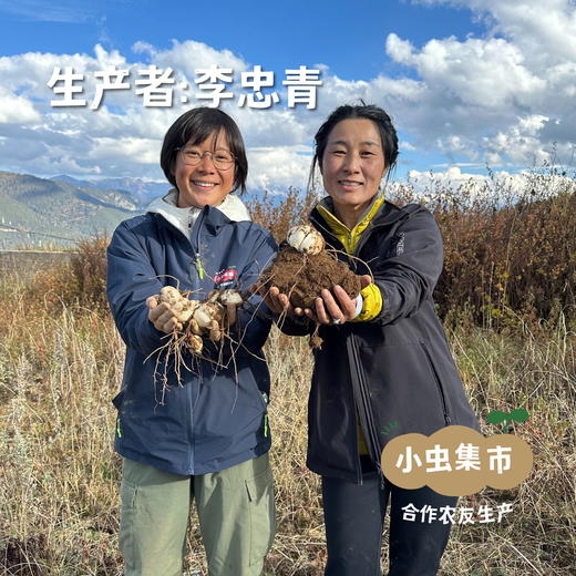 【2025年甜蜜上市】生态高原雪百合 1斤/2斤 | 合作农友生产，产自云南香格里拉，生产者：李忠青 *【公平贸易农人定价】 商品图7