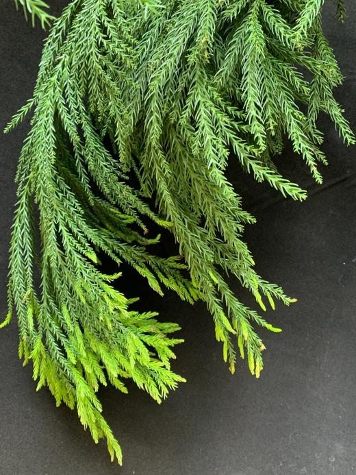 同城甄选精品花材天竺少女1扎 商品图8