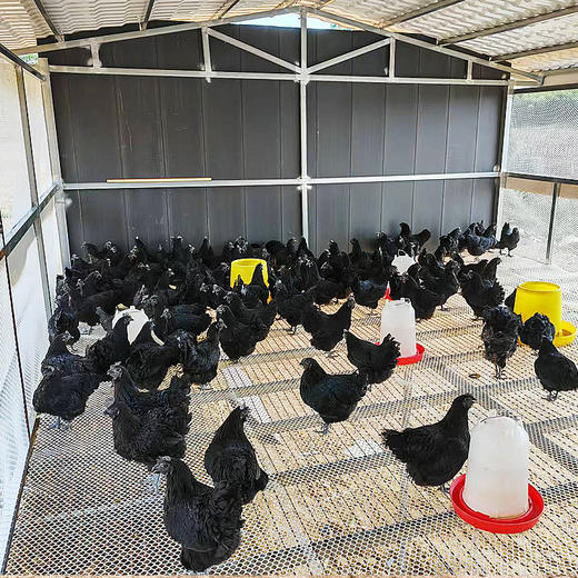 老品种土鸡农家散养走地鸡老母鸡粮食鸡月子鸡整只装新鲜土鸡到家 商品图5