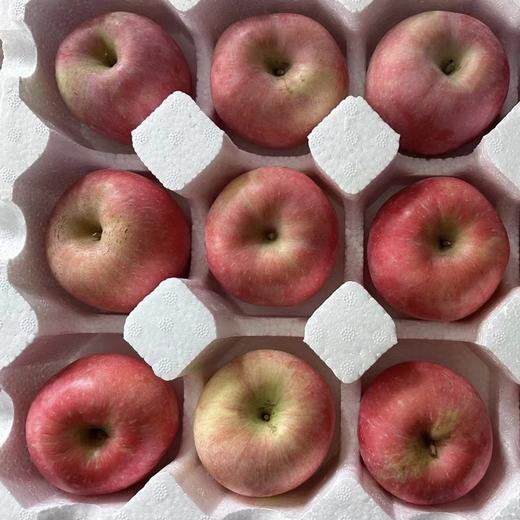 【分仓直发包邮】烟台红富士苹果4.5斤-5斤彩箱装（9颗） 商品图3