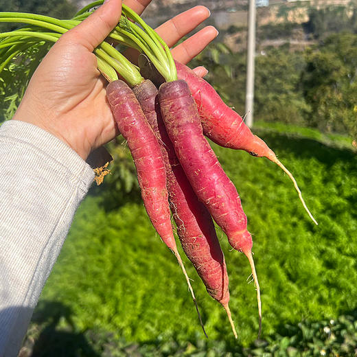 『攀枝花土胡萝卜』高山原生态种植，老品种，外观丑，清甜可口，带泥发货 商品图12