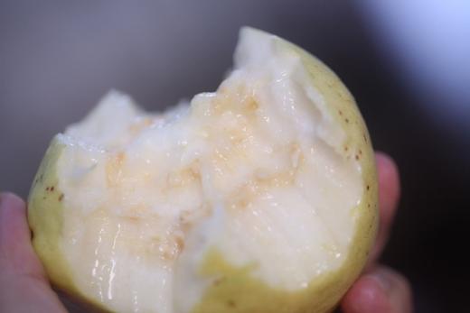 猫太推荐——这是偷走我心的芭乐！是我不远千里，爬山涉水寻来的芭乐。 商品图1