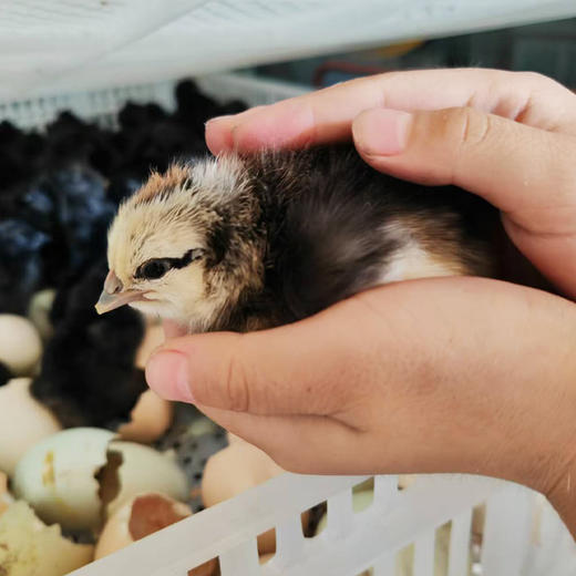 老品种土鸡农家散养走地鸡老母鸡粮食鸡月子鸡整只装新鲜土鸡到家 商品图7