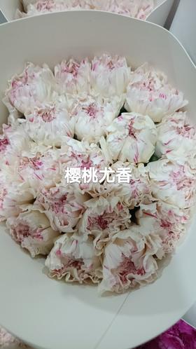 单头康乃馨 | 樱桃优香