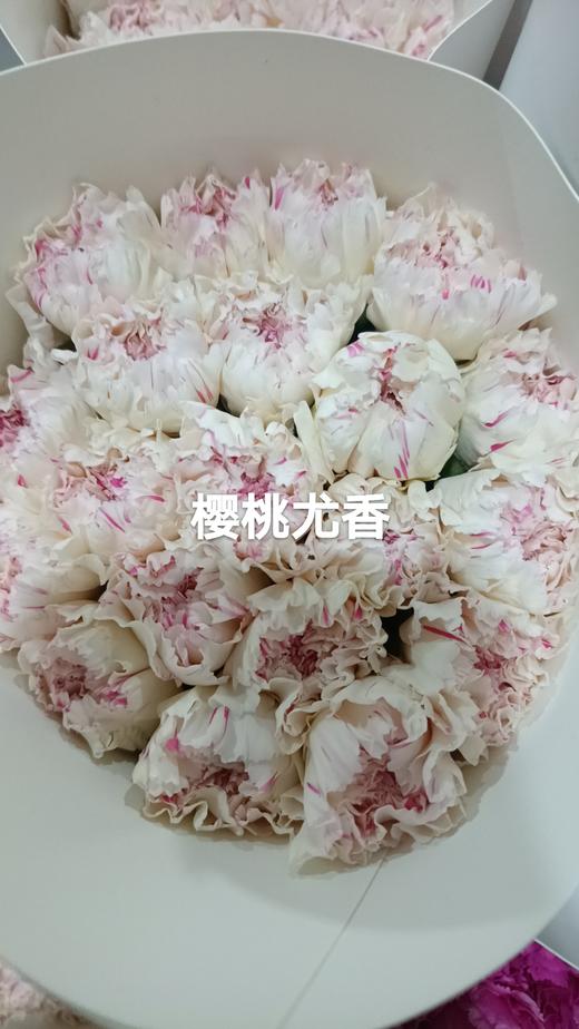 单头康乃馨 | 樱桃优香 商品图0