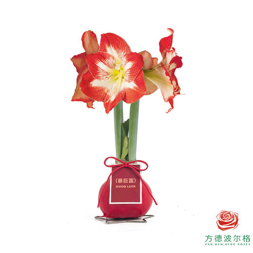 红白花-暴巨富 石蜡朱顶红（不用浇水） 商品图0