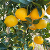 『福建甜心柚』亦橘亦柚，纯甜无酸，鲜嫩多汁，清香四溢，又名甜春桔柚 商品缩略图8