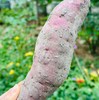 这款国家地理标志产品大连蜜薯，历时20年科学选育，数百次对比实验，通过43项农残检测，蒸熟后的红薯，甜、香、软、黏、糯，切开后后晶莹剔透， 越过货架📦，看见田野🌾 重新定义红薯界甜蜜粉糯新高～ 商品缩略图7