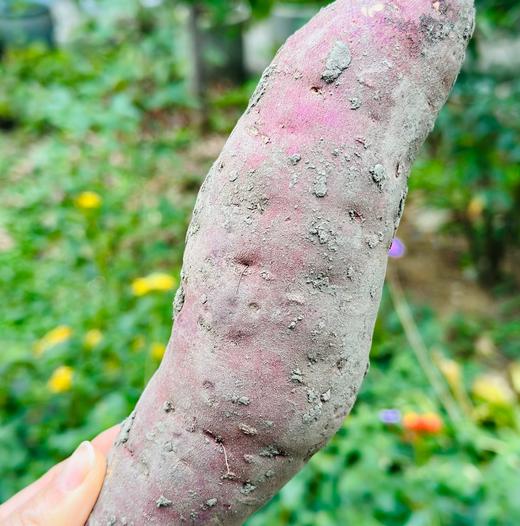 这款国家地理标志产品大连蜜薯，历时20年科学选育，数百次对比实验，通过43项农残检测，蒸熟后的红薯，甜、香、软、黏、糯，切开后后晶莹剔透， 越过货架📦，看见田野🌾 重新定义红薯界甜蜜粉糯新高～ 商品图7