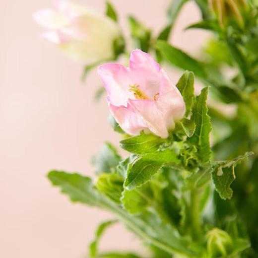 风铃花1束 商品图1