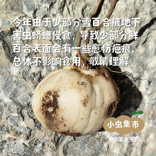 【2025年甜蜜上市】生态高原雪百合 1斤/2斤 | 合作农友生产，产自云南香格里拉，生产者：李忠青 *【公平贸易农人定价】 商品图3