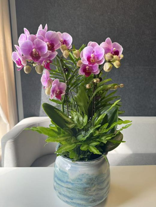 蝴蝶兰 商品图1