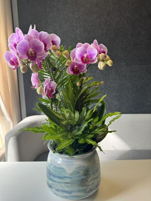 蝴蝶兰 商品图0