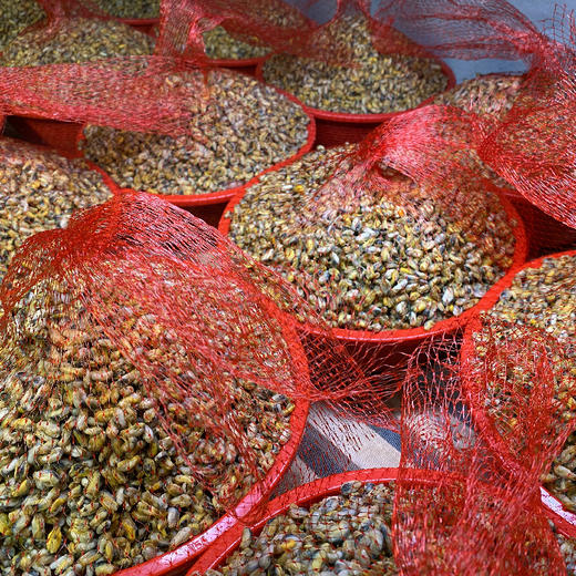 【寻味潮汕】鹏派潮汕薄壳米250克/盒 冷链包邮海瓜子现剥现发 商品图2